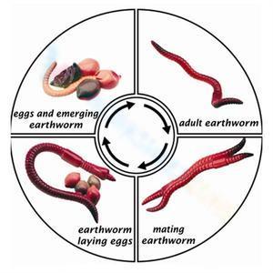 Earthworm life cycle 4