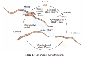 Earthworm life cycle 2