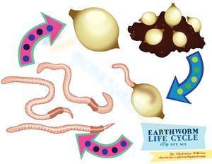 Earthworm life cycle