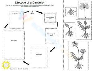 Dandelion life wheel