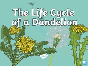 The life cycle of the dandelion