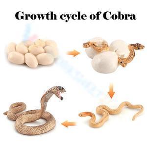 Snake life cycle 3