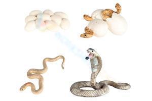 Snake life cycle 2