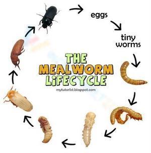 The mealworm life wheel
