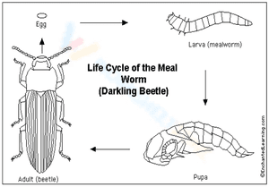 Worksheet: Life cycle of mealworm