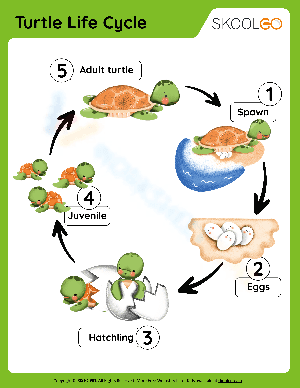 Colored turtle life cycle