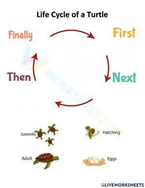 Worksheet: Turtle life cycle