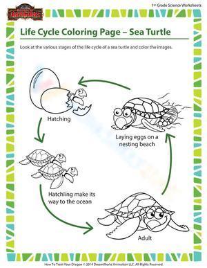 Sea turtle life stages