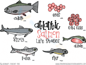 Atlantic salmon life stages
