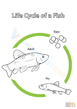 Worksheet: fish life cycle