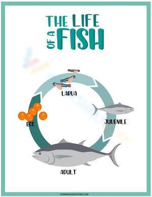 Life cycle of a fish