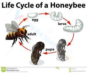 Life cycle of  a honeybee