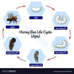 Honey bee life cycle