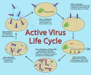 Active virus life cycle