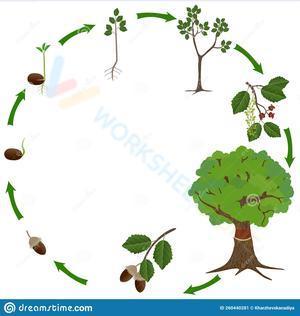 The life cycle of an oak tree worksheet