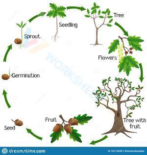 Oak tree's life cycle