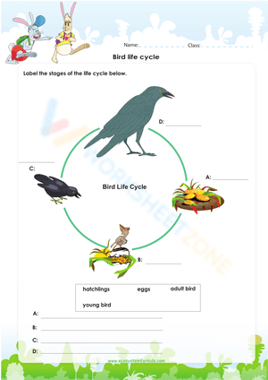 Bird life cycle
