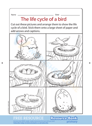 The life cycle of a bird
