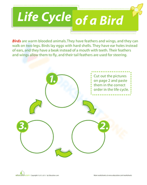 The life cycle of a bird worksheet