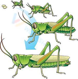 Grasshopper's life cycle