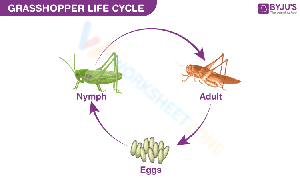The life cycle of a grasshopper