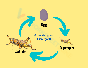 Grasshopper life cycle worksheet