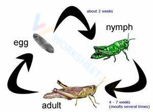 Life cycle of a grasshopper