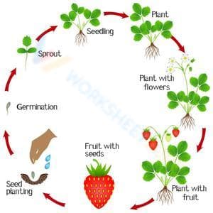 Strawberry life cycle