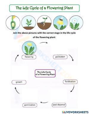 Flowering plant life cycle