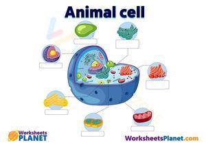 Animal cell colored worksheet