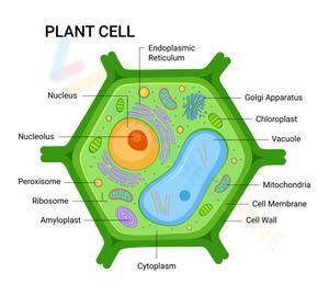 Worksheet: Plant cell
