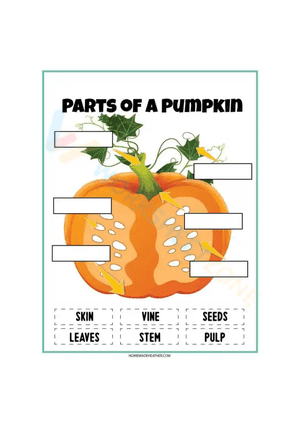 Parts of the pumpkin worksheet 4