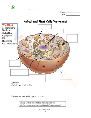 Plant cell worksheet