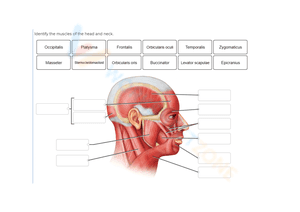 muscles of the head and neck worksheet 1