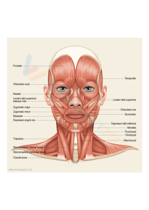 muscles of the head and neck worksheet 2