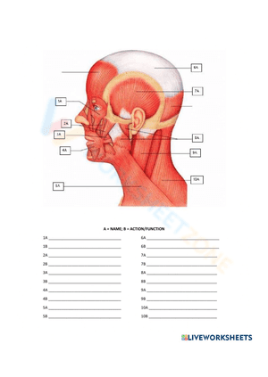 muscles of the head and neck worksheet 3