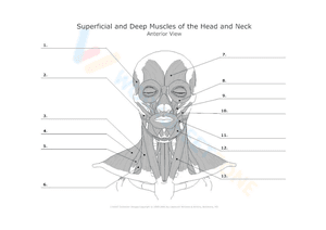 muscles of the head and neck worksheet 4