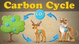 Carbon cycle 2