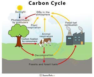 The carbon cycle worksheet