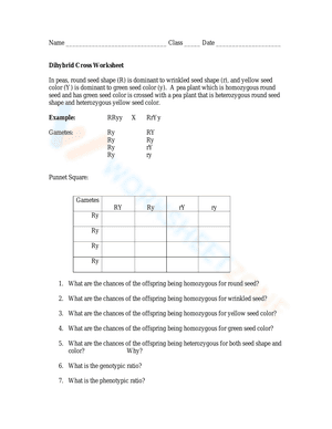 Dihybrid Cross Worksheet 2