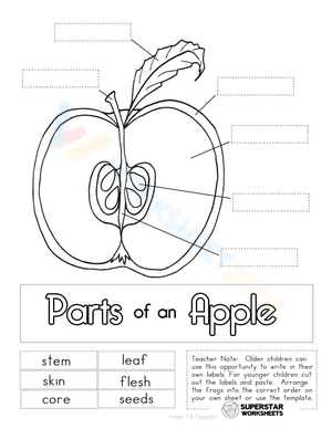 Parts of an apple worksheet