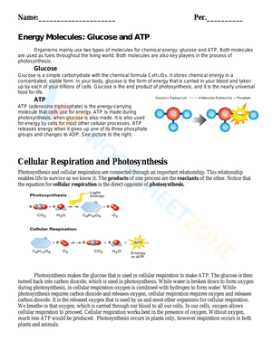 Cellular Respiration and Photosynthesis 
