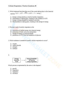 Cellular Respiration: Practice Questions 