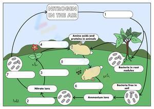 The Nitrogen Cycle 2