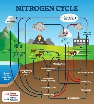 Cycle of nitrogen