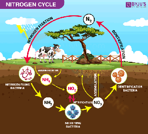 Nitrogen cycle worksheet 2