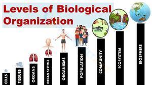 Levels of biological organization worksheet 2
