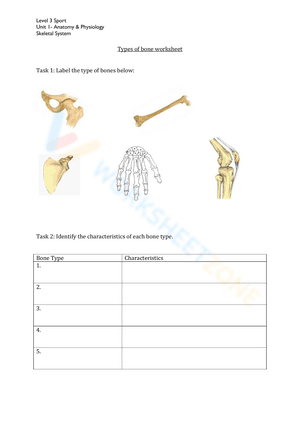 Types of bone worksheet