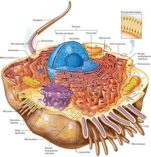 Worksheet of cell anatomy