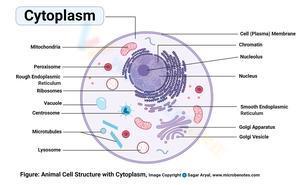 Cytoplasm cell
